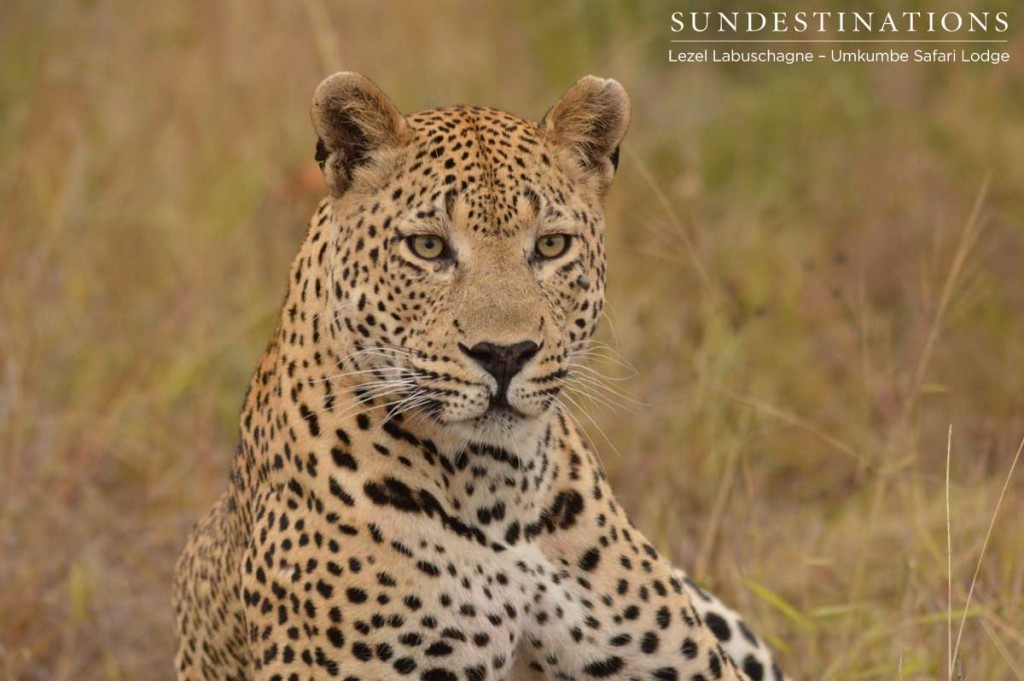 Maxabeni the leopard