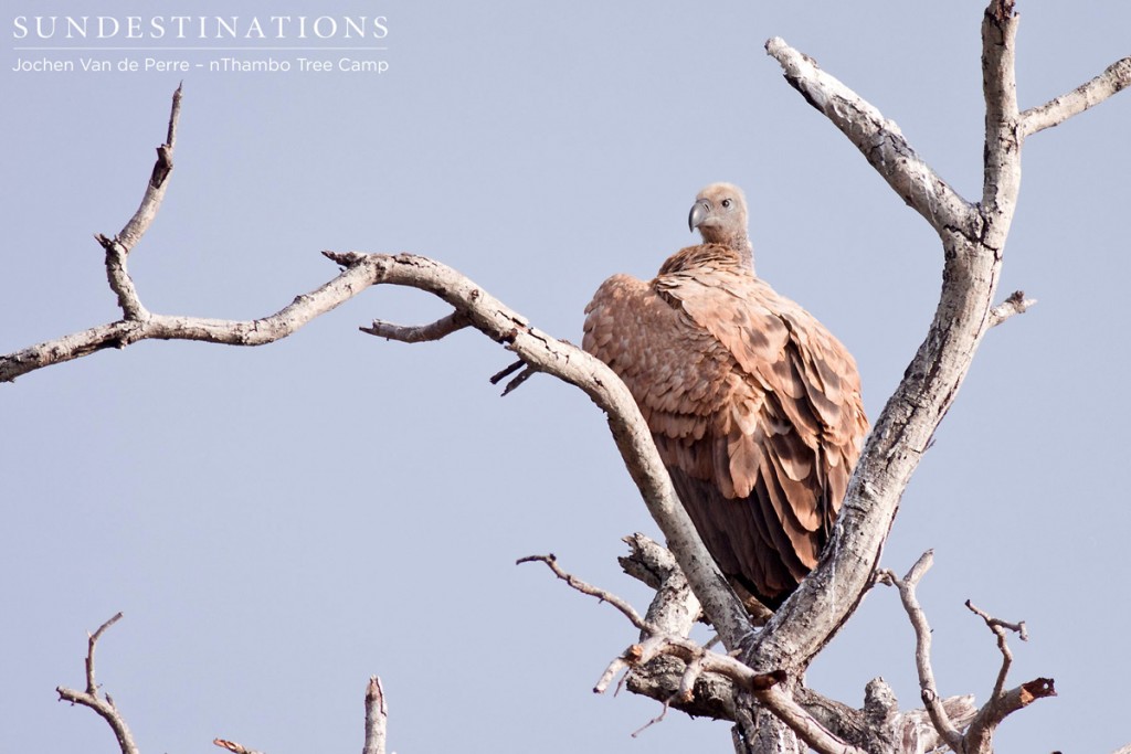 White-backed vulture waiting for a carcass