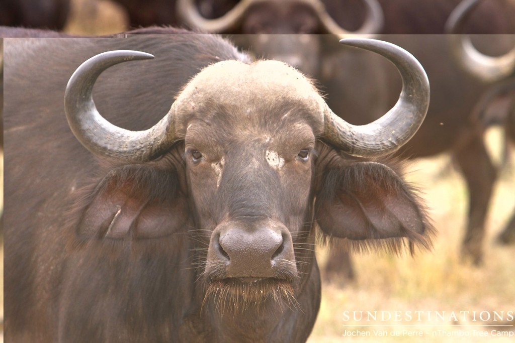 Yet another buffalo herd spotted on the nThambo traverse