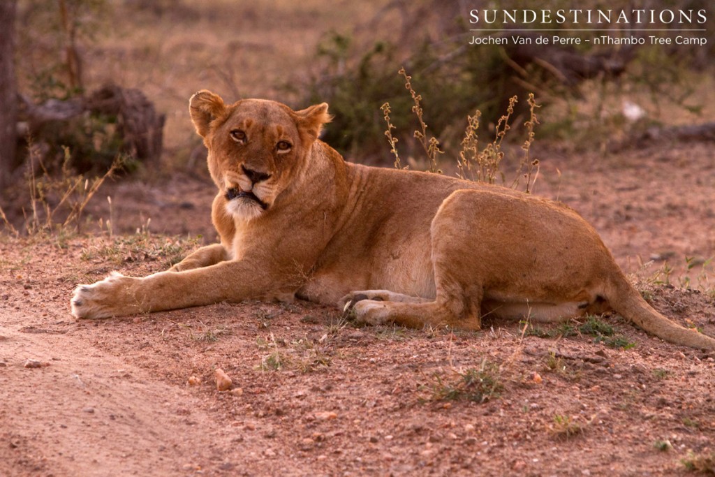 Ross pride breakaway female guards her den site