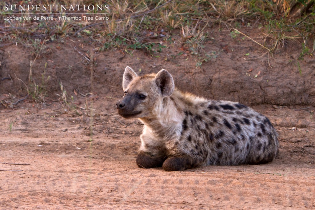 Guests came across a massive hyena clan. Adorable, relaxed hyena.