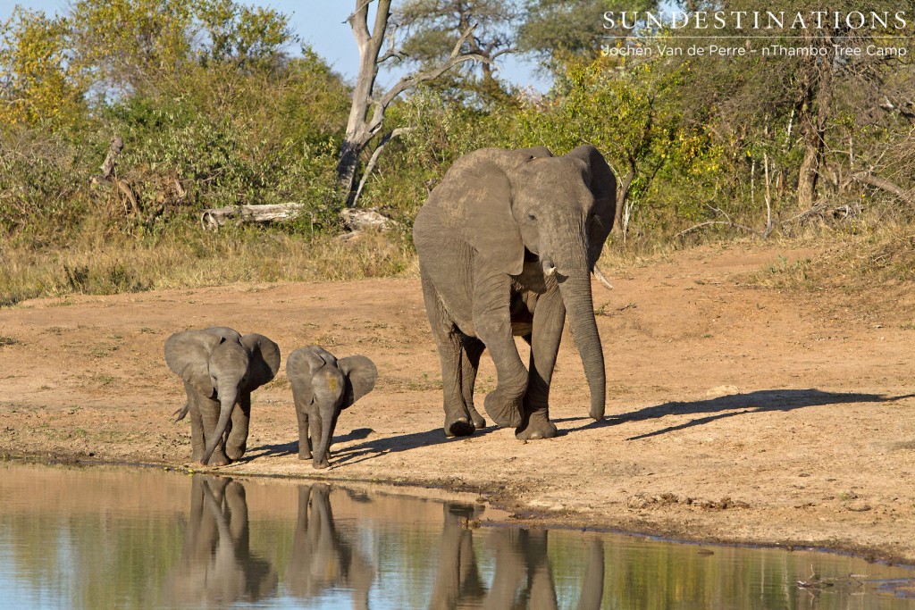 A breeding herd of elephant approach the dam