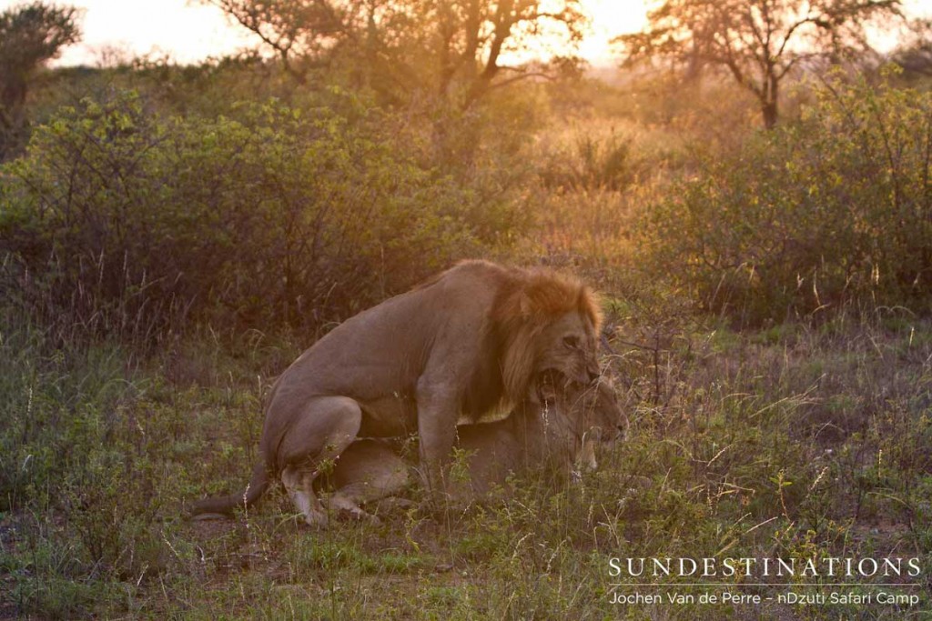 Lions found mating at nDzuti
