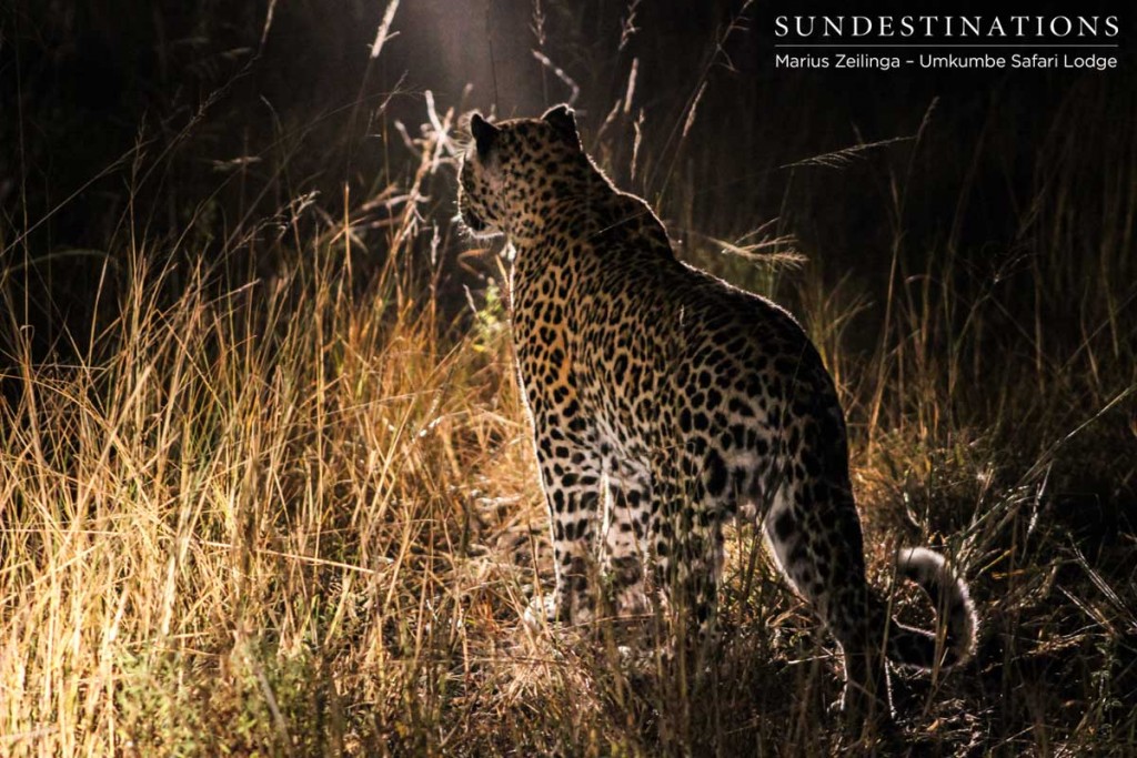 Notten's female leopard whose territory crosses Umkumbe Safari Lodge