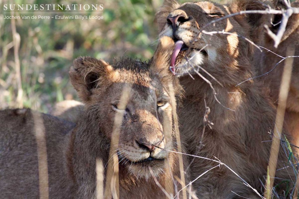 Bonding and grooming in the pride