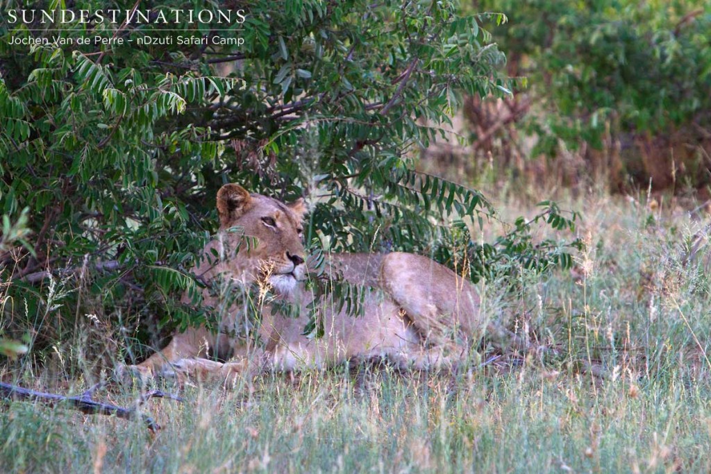 Lioness of the River Pride