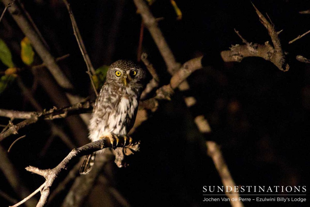 Pearl-spotted owlet at night