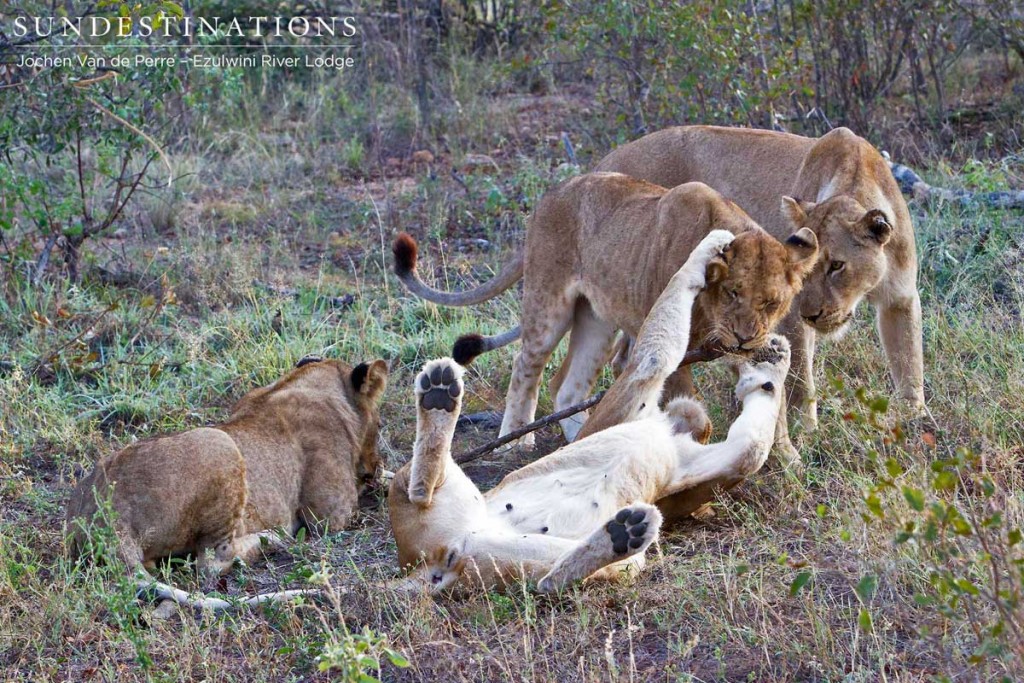 Olifants West lions playing together