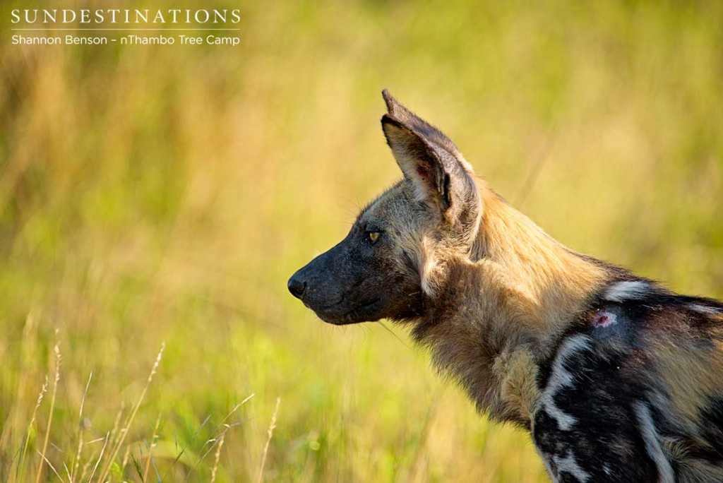 Heavy skulls and very strong jaws help wild dogs hunt successfully