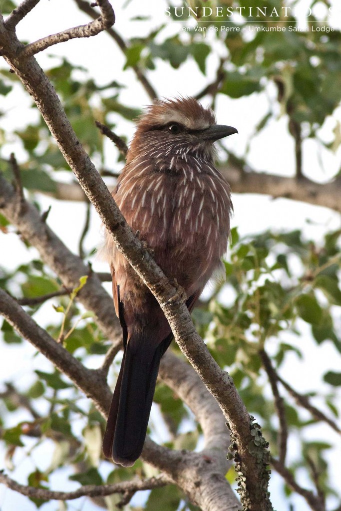 Purple roller