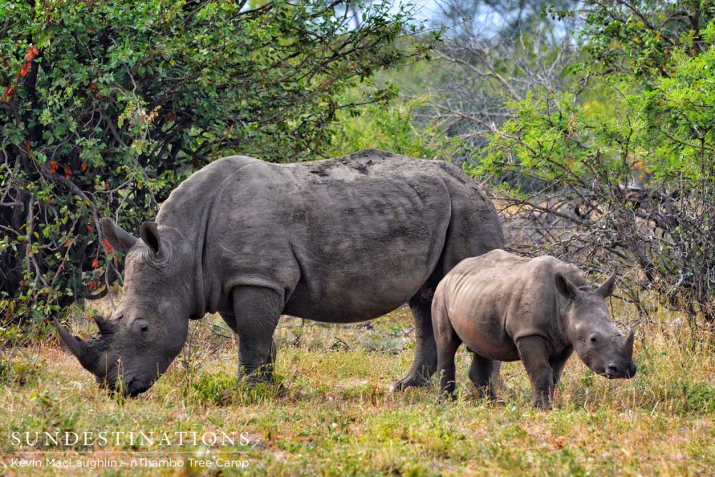 Rhino and calf