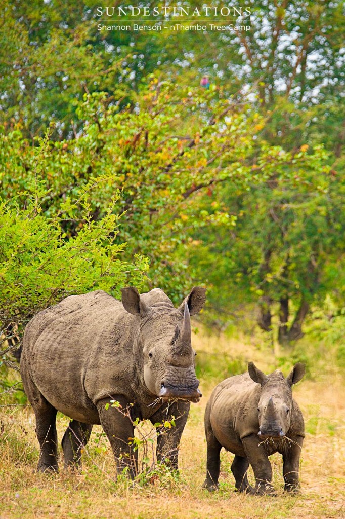 Rhino and calf caught with their mouths full