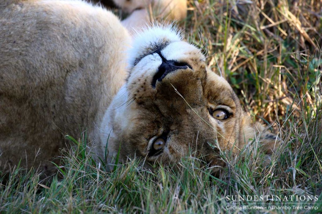 Ross lioness rolling over in the grass