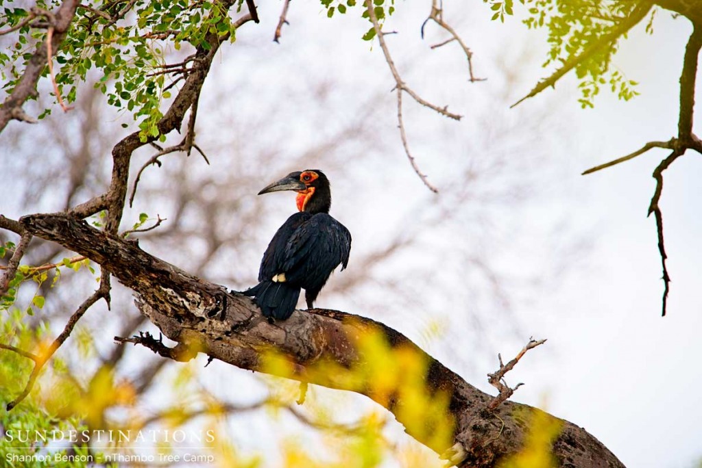 Southern ground hornbill not quite on the ground