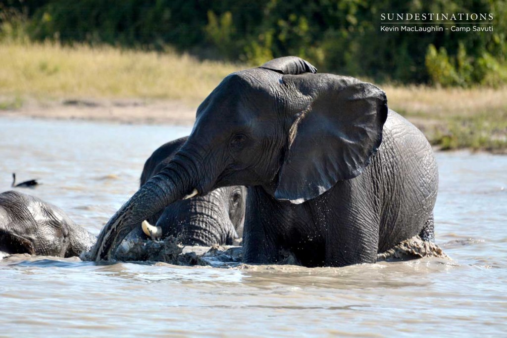 Elephants get carried away in the excitement of a mud bath