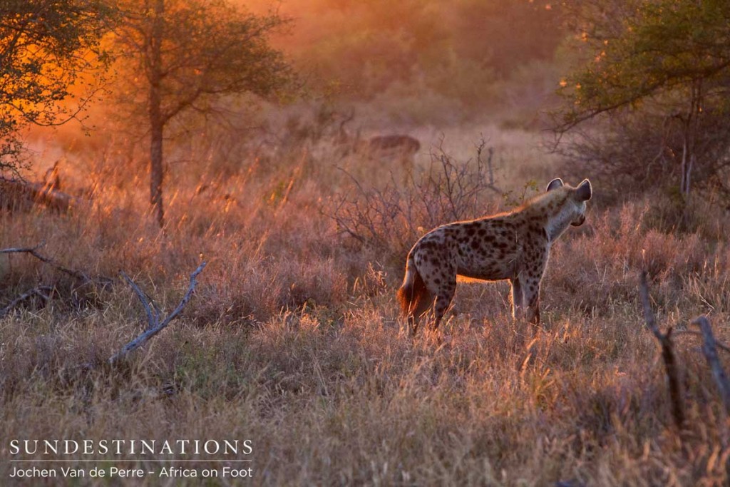 Spotted hyena in the setting sun