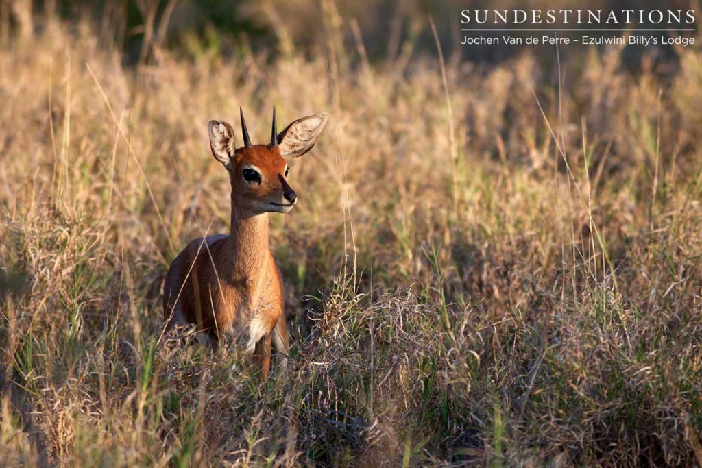 Male steenbok