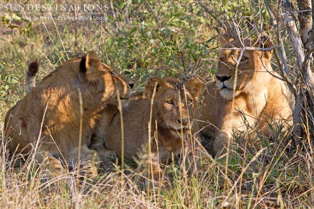 3 members of the Olifants West Split