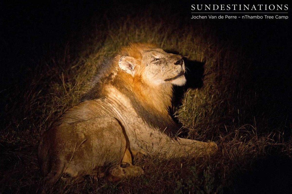 Lone Trilogy male seen at night, roaring into the darkness