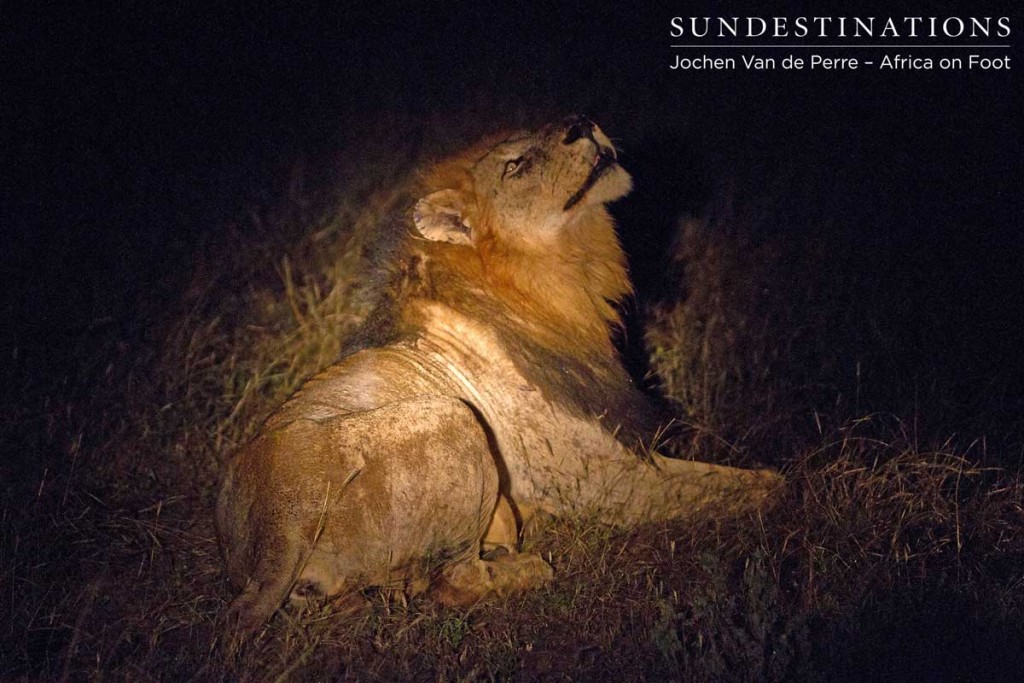 Trilogy male smelling the night air