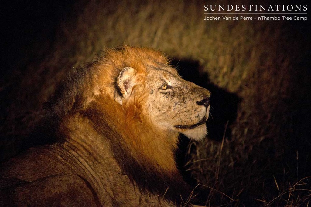 Battle scars decorate this lion's face