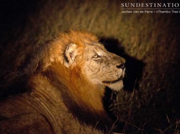 As if a big, dominant, battle-scarred male lion roaring loudly into the night isn’t memorable enough; this particular game drive took place during an African thunder storm, with lightning illuminating the sky and rain drizzling down onto the drying earth. The Trilogy lion coalition is a strong band of 3 brothers, and even though they are […]