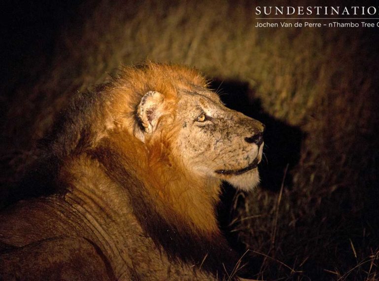 Trilogy male lion roaring into the night