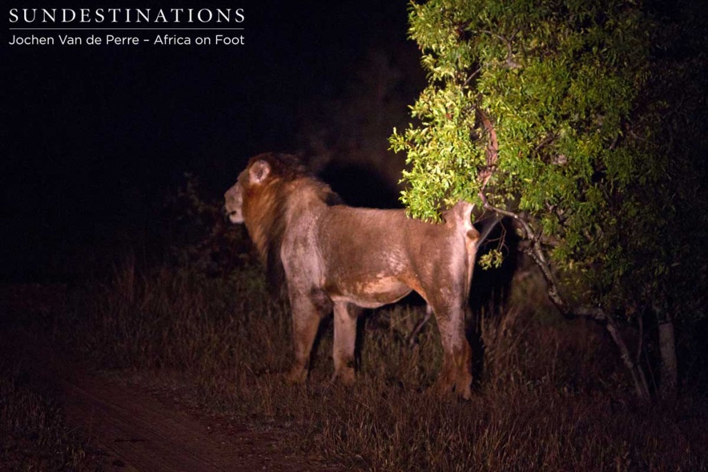 Male lion marking his territory in the Klaserie