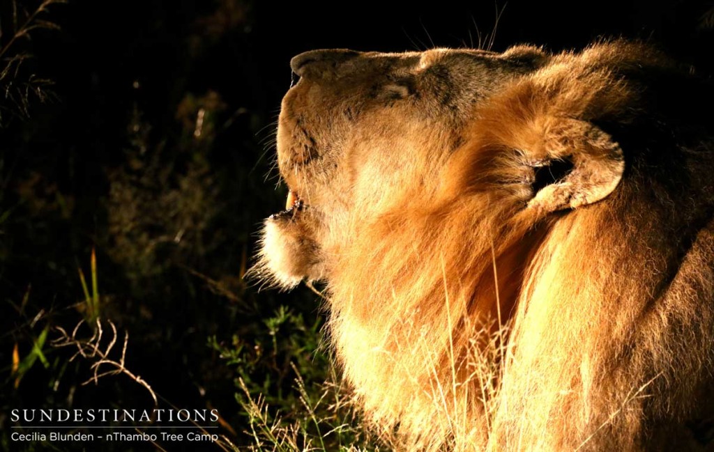 Trilogy male lion roars into the night
