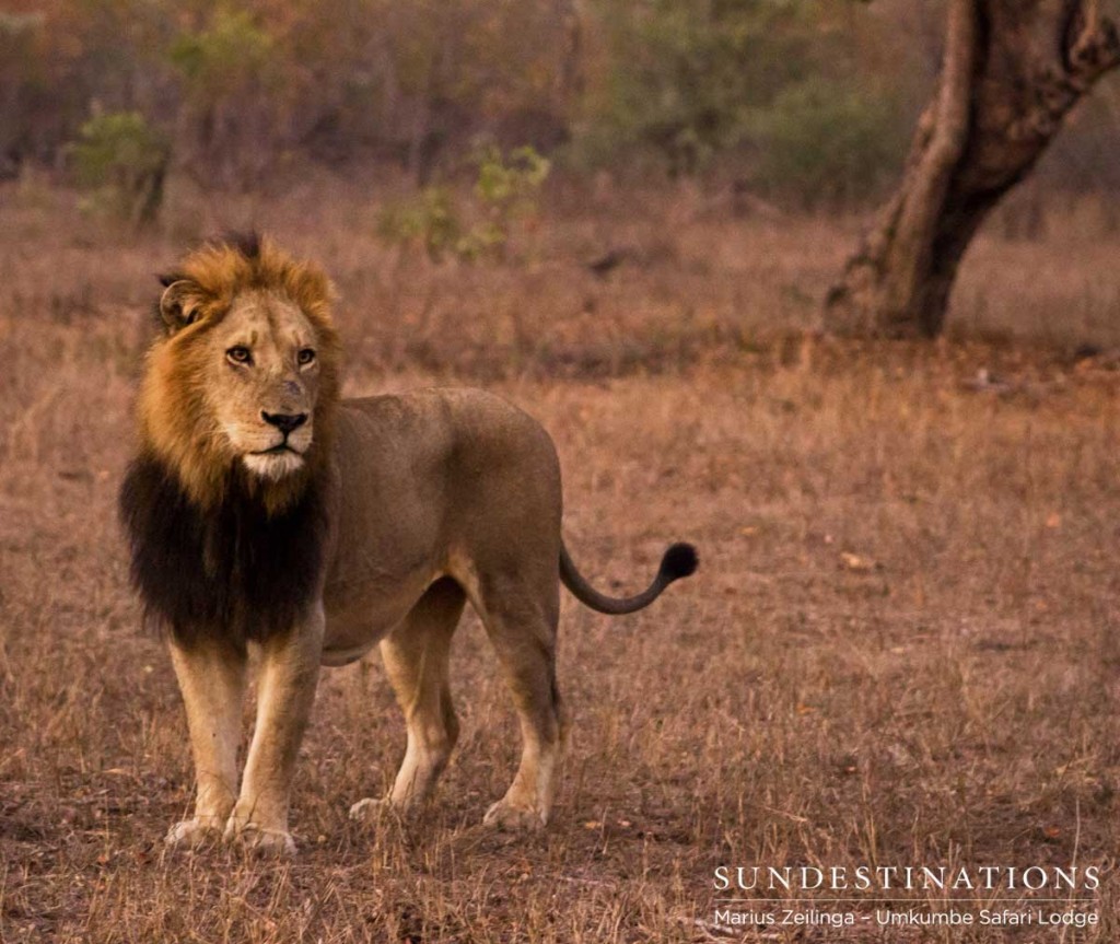 Unknown male lion wonders into Sabi Sand territory