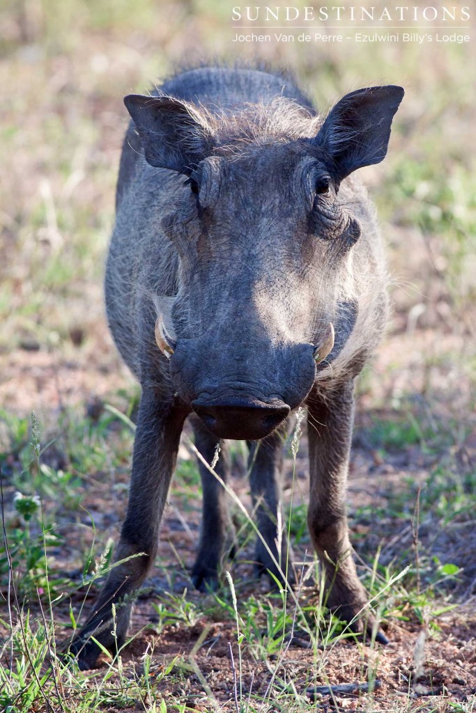 One of the mud-loving warthogs