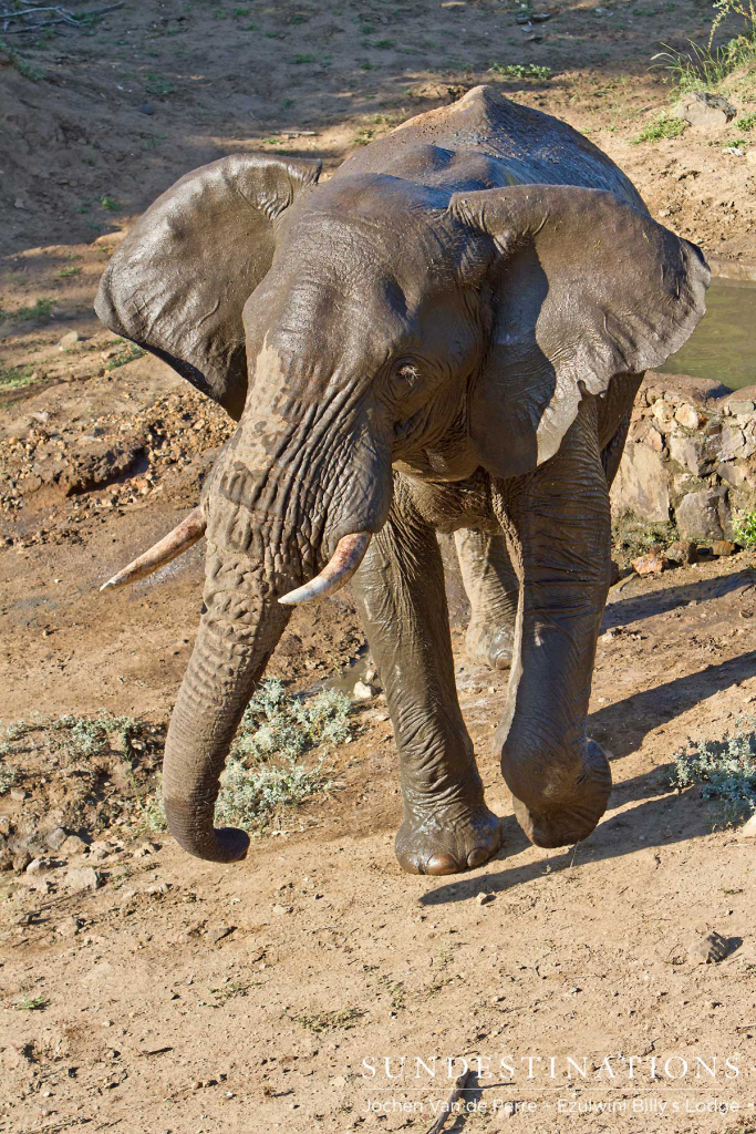 Elephant games at Billy's Lodge