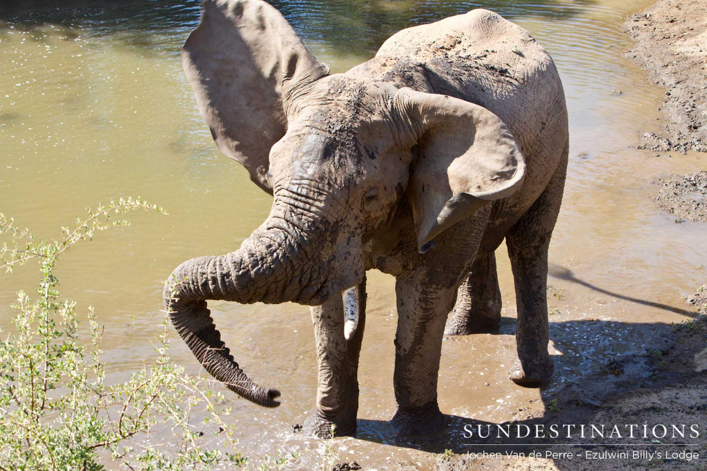 Happy Elephant at Waterhole - Billy's Lodge