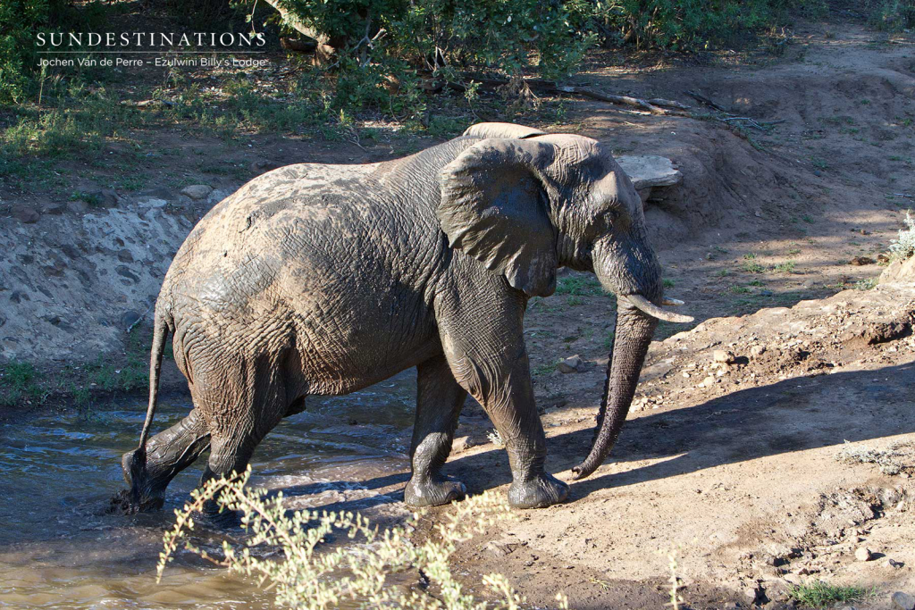 Elephant in the Mud at Billy's