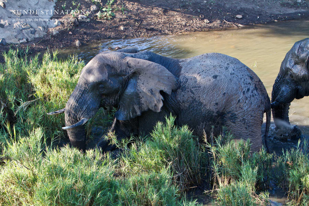 Tusker seen at Billy's Lodge Waterhole