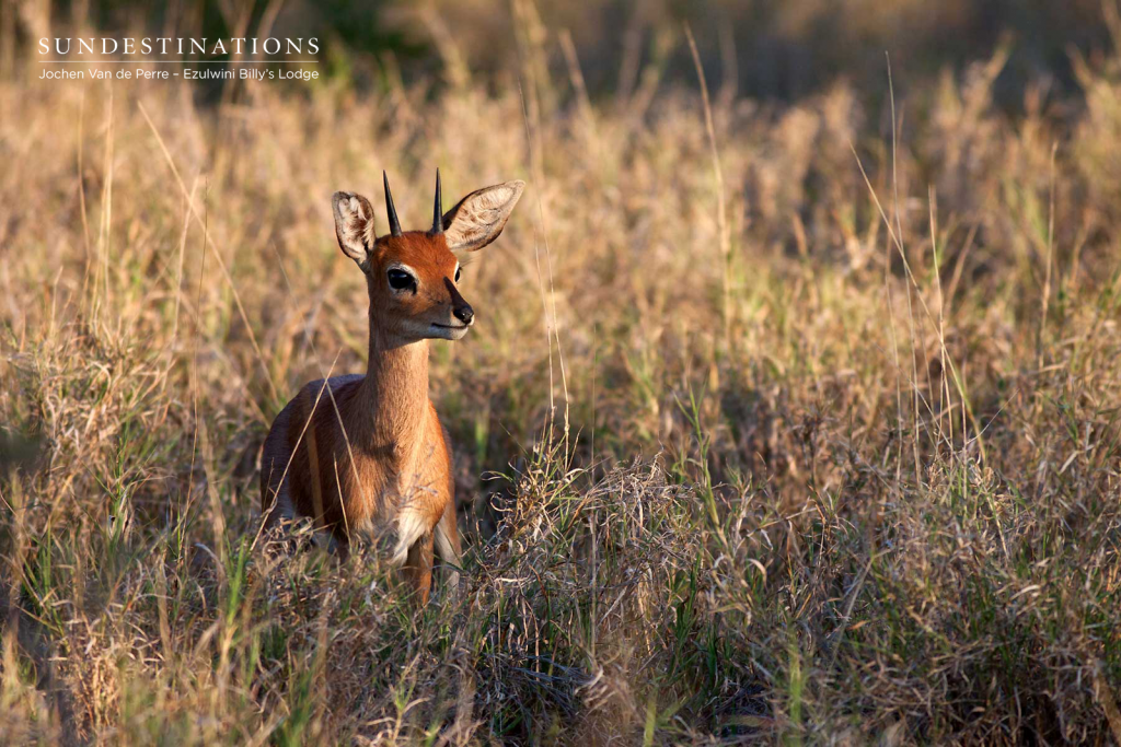 Steenbok at the Waterhole as seen from Billy's Lodge Viewing Deck