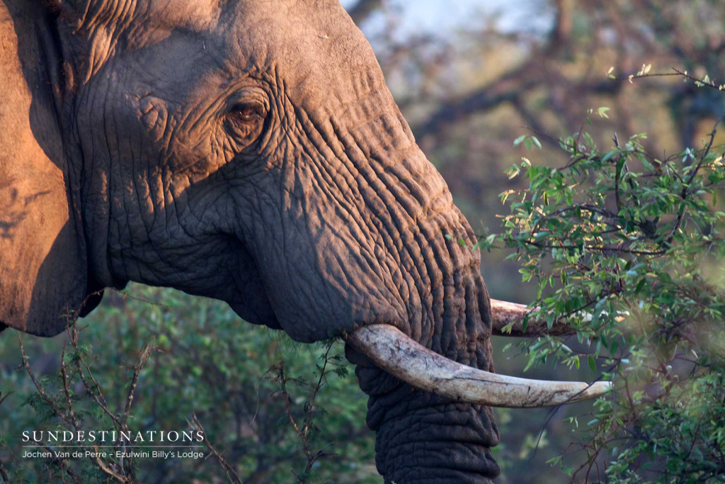 Tusker at Billy's Lodge Waterhole