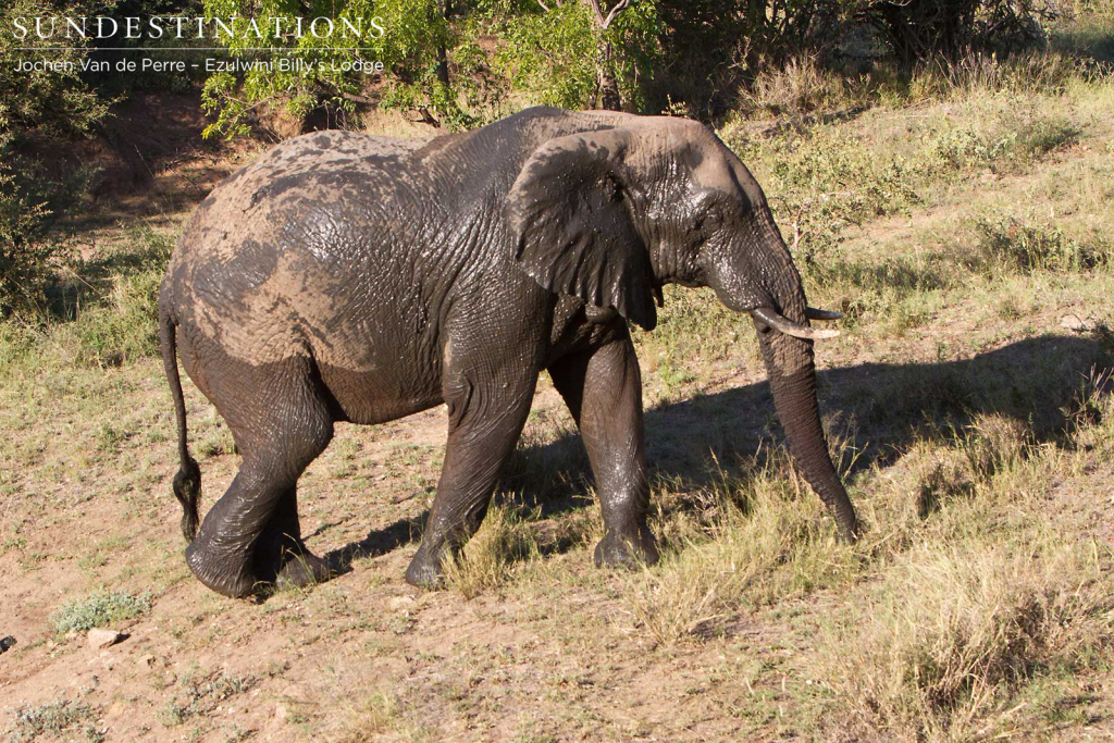 Wildlife at Billy's Lodge waterhole