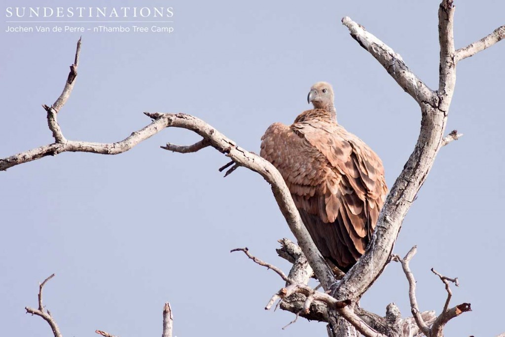 White-backed vulture