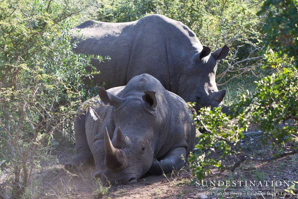 Two white rhinos relax