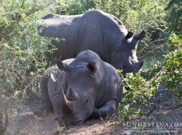 It’s certainly been a whirlwind 3 days at Ezulwini game lodges in the Balule. This unfenced reserve of the Greater Kruger has an unbelievable capacity of game, and guests have just had a string of superb sightings, from an epic lion pride, to elephants rolling in the mud, to a leopard stalking impala, and a […]