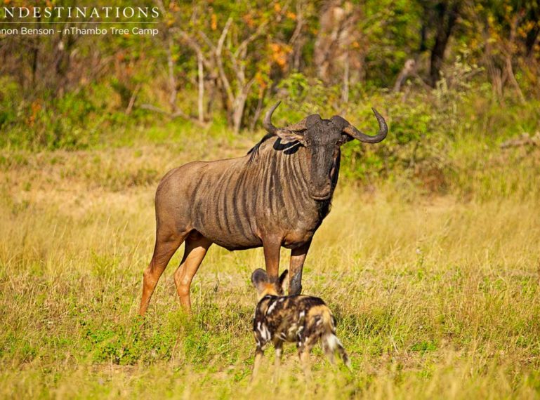 Wild Dogs Chase a Lone Wildebeest for Fun