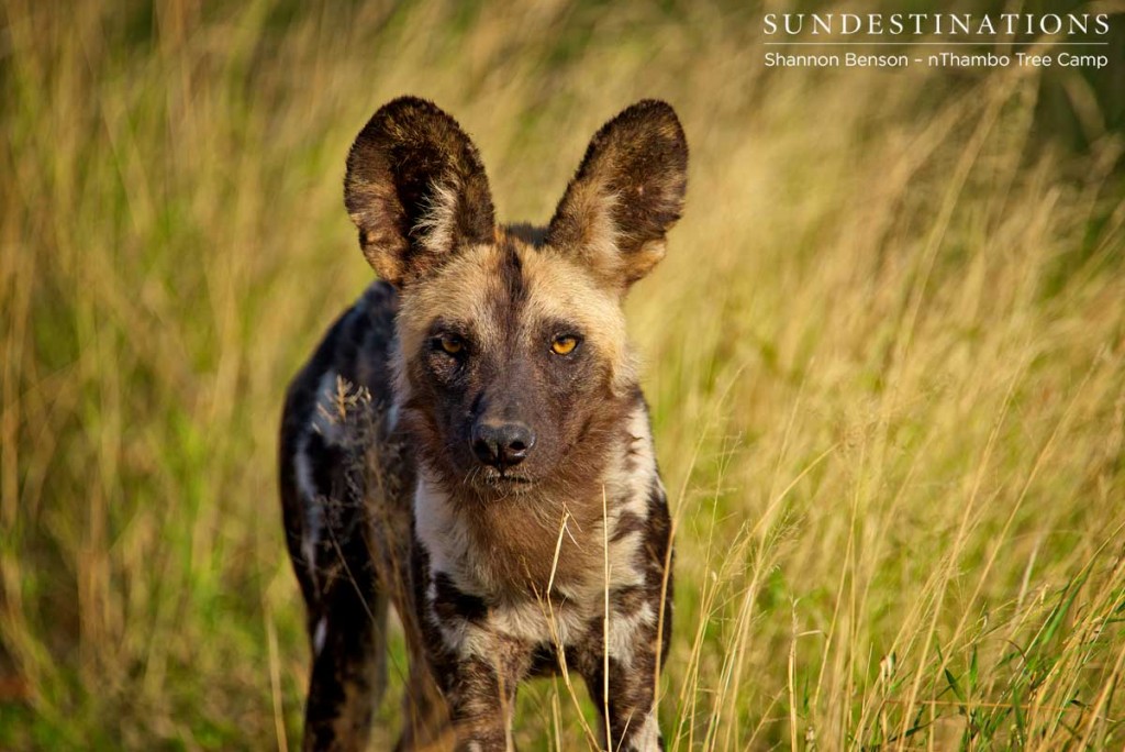 Large, round ears never stop picking up sounds far away