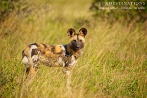 Full body portrait of an Africa wild dog