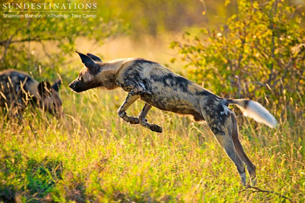 Agile dogs - wild dog takes a leap through the air