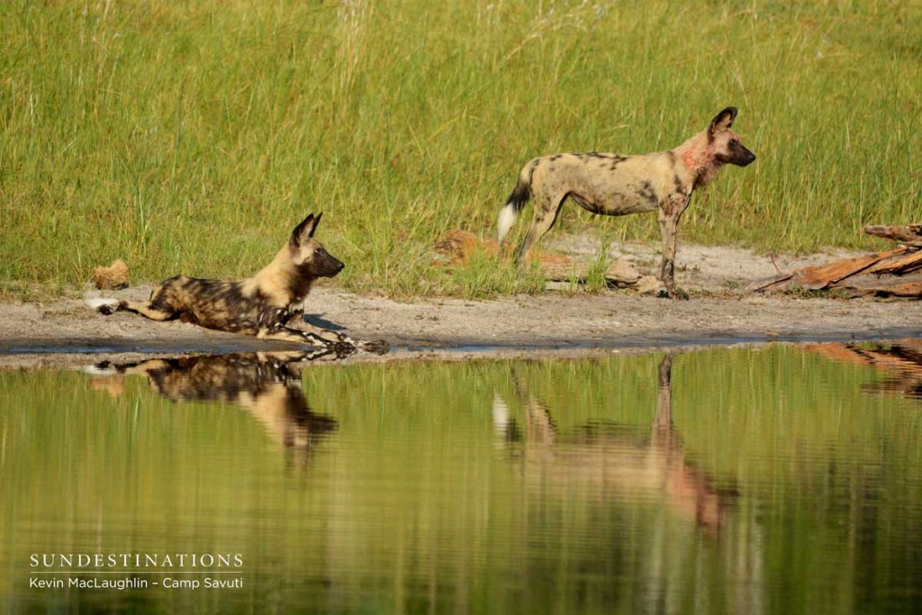 Wild dogs look at buffalo on Savuti Channel