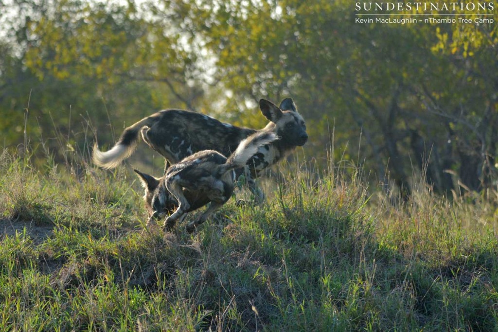 Wild dogs playing with each other