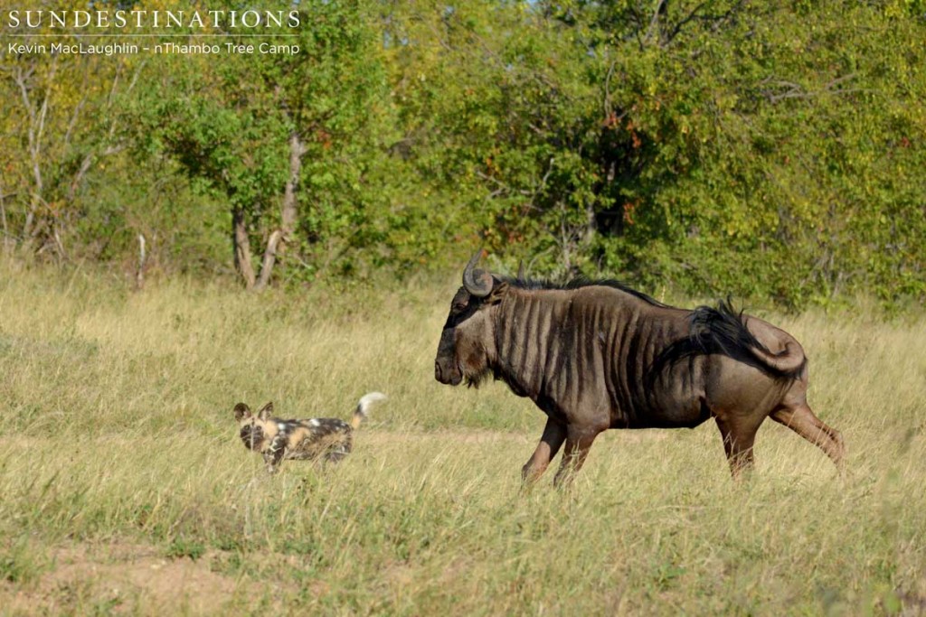 A couple of young wild dogs start hounding a wildebeest