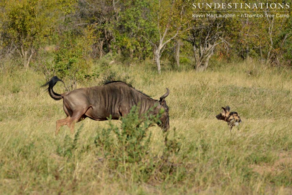 Wild dog taunts a wildebeest while the rest of the pack rest in the shade