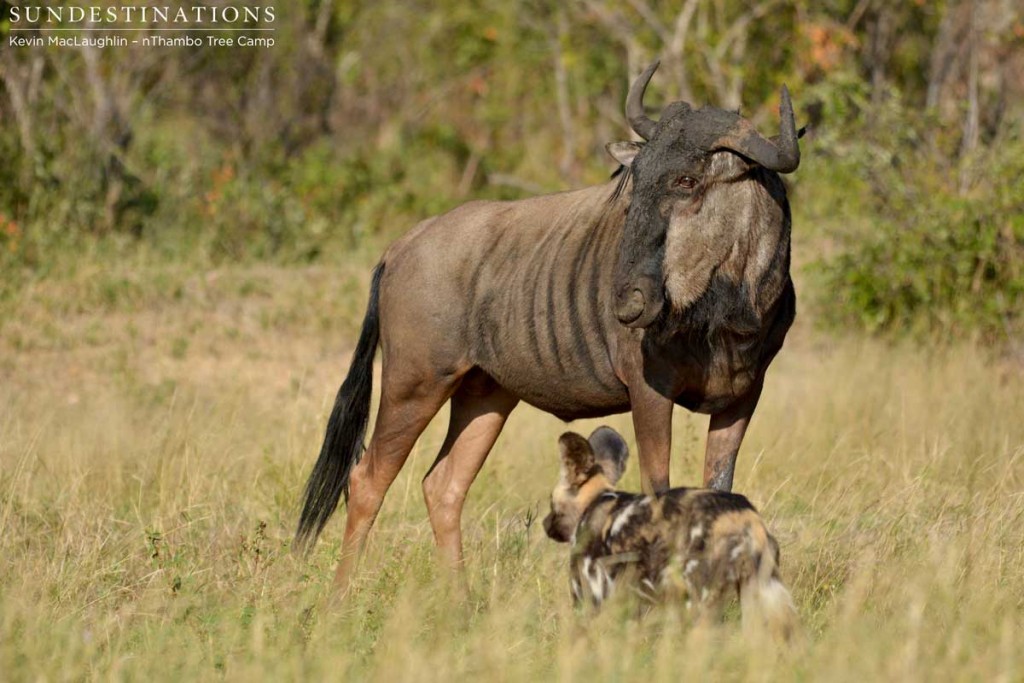 Wild dog and wildebeest challenge each other